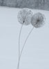 Stand the Clocks - Stainless steel dandelion clocks from 2 meters to 3.5 meters tall. Similar pieces can be commissioned