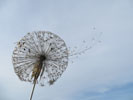 Stand the Clocks - Stainless steel dandelion clocks from 2 meters to 3.5 meters tall. Similar pieces can be commissioned