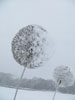 Stand the Clocks. Stainless steel dandelion clocks from 2 meters to 3.5 meters tall. Similar pieces can be commissioned